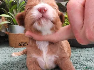 Cavapoo dogs for sale: Cavapoo #2 Male - Ad 4