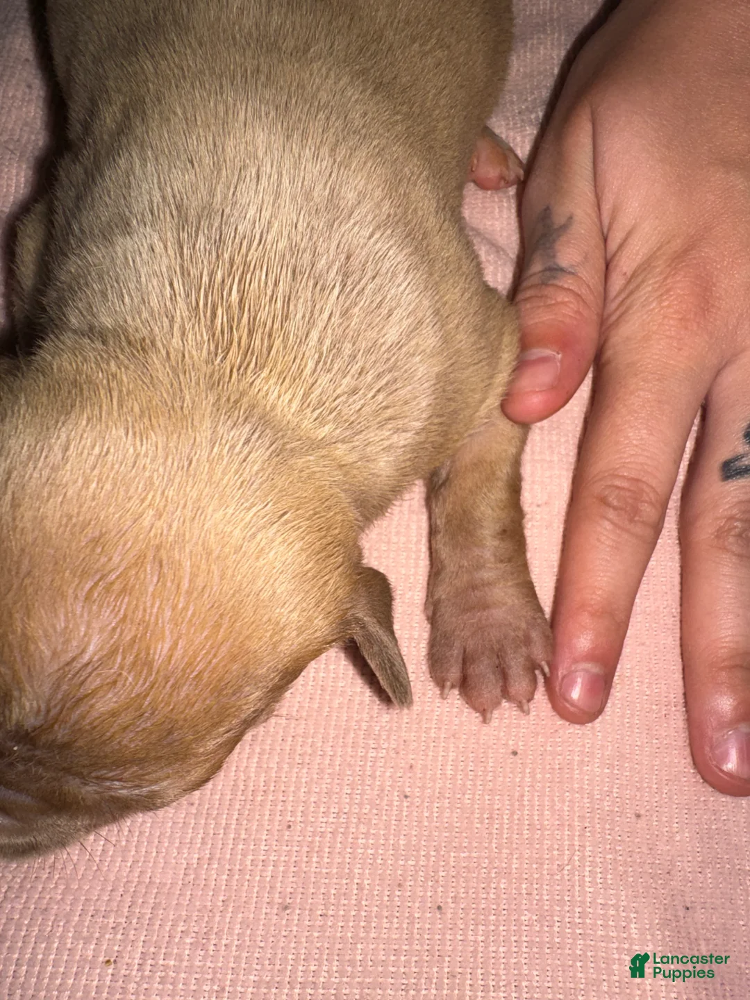 American Pit Bull Terrier dogs for sale: American Pit Bull Terrier Puppy 6 - Ad 2