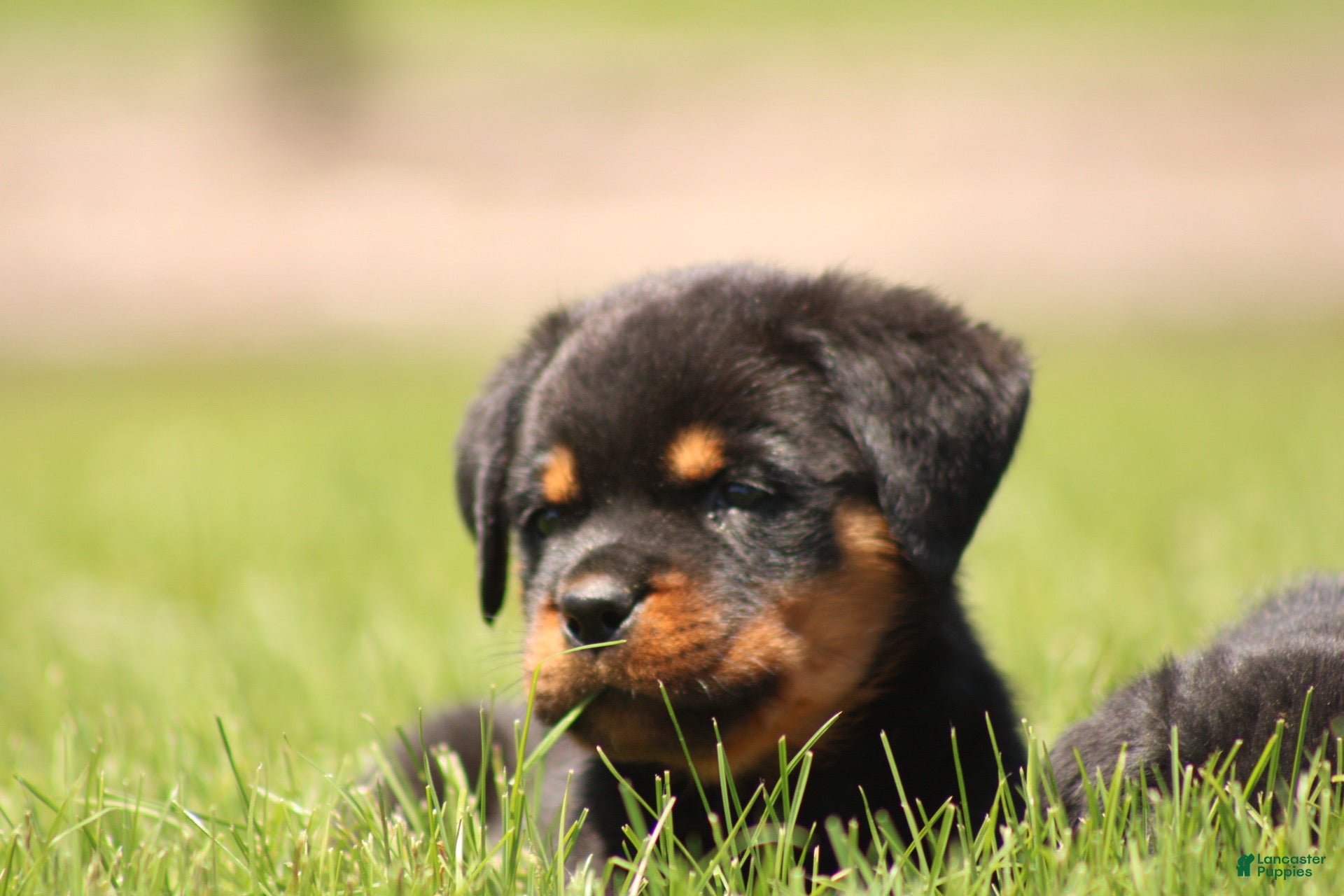 Rottweiler dogs for sale: Dutin - Ad 5