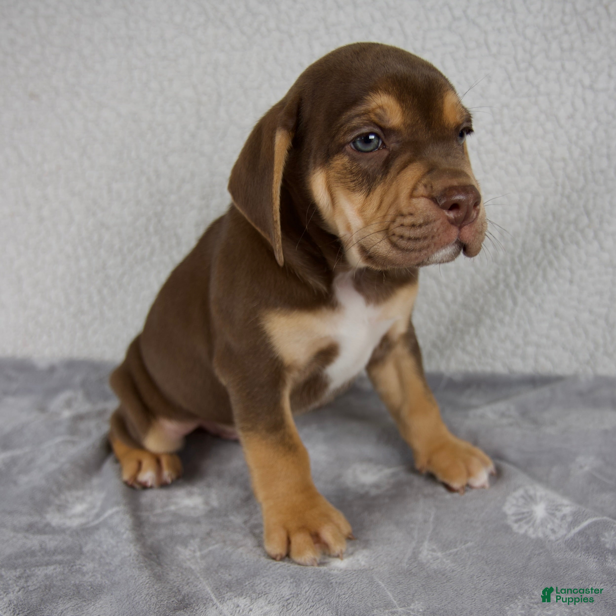 Beabull dogs Rocky - Ad 2
