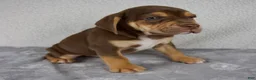 Beabull dogs for sale: Rocky - Ad 2