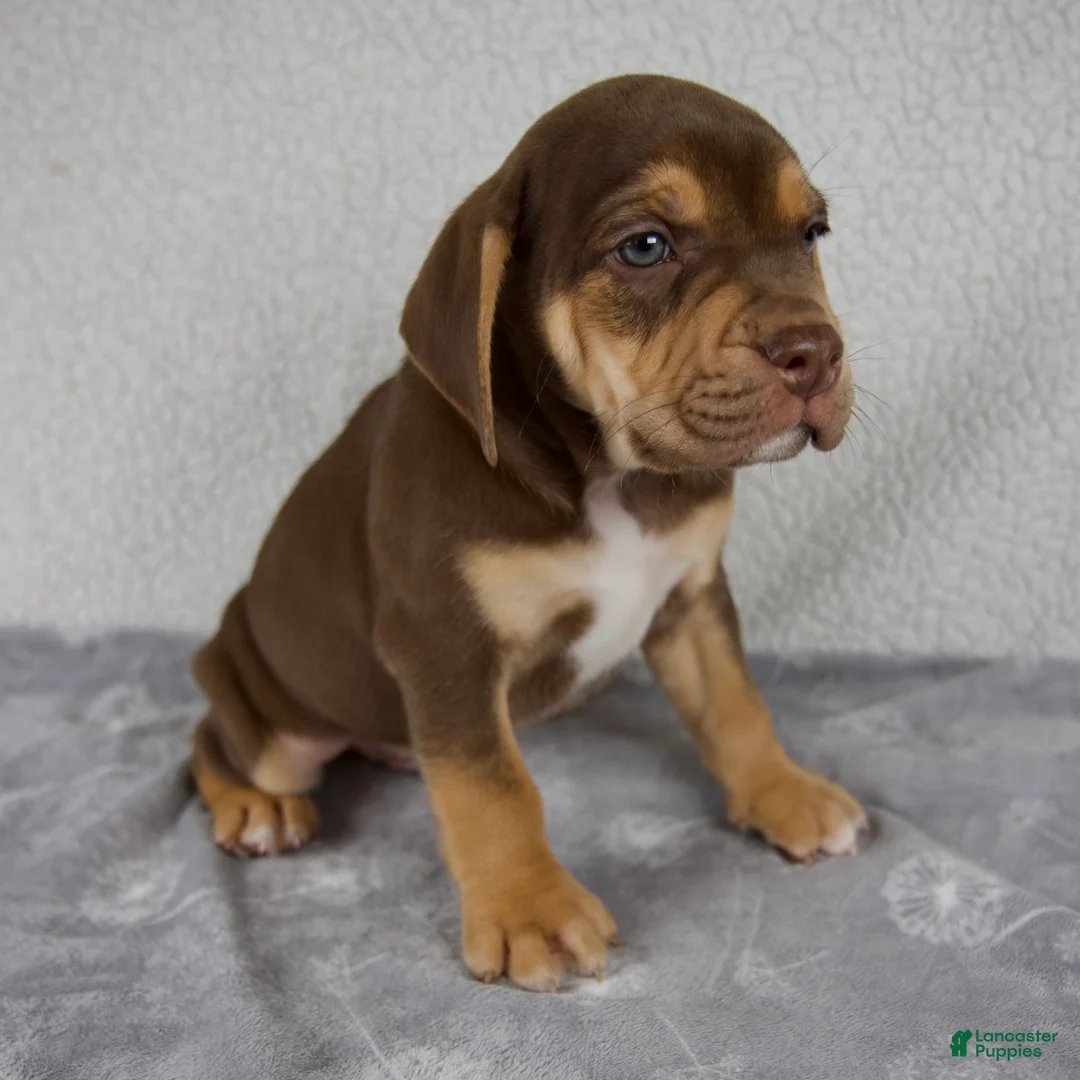 Beabull dogs for sale: Rocky - Ad 2