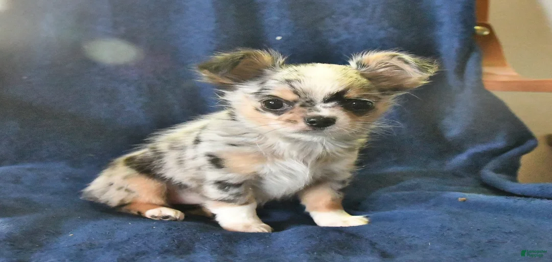 Gallery Image {{count}}