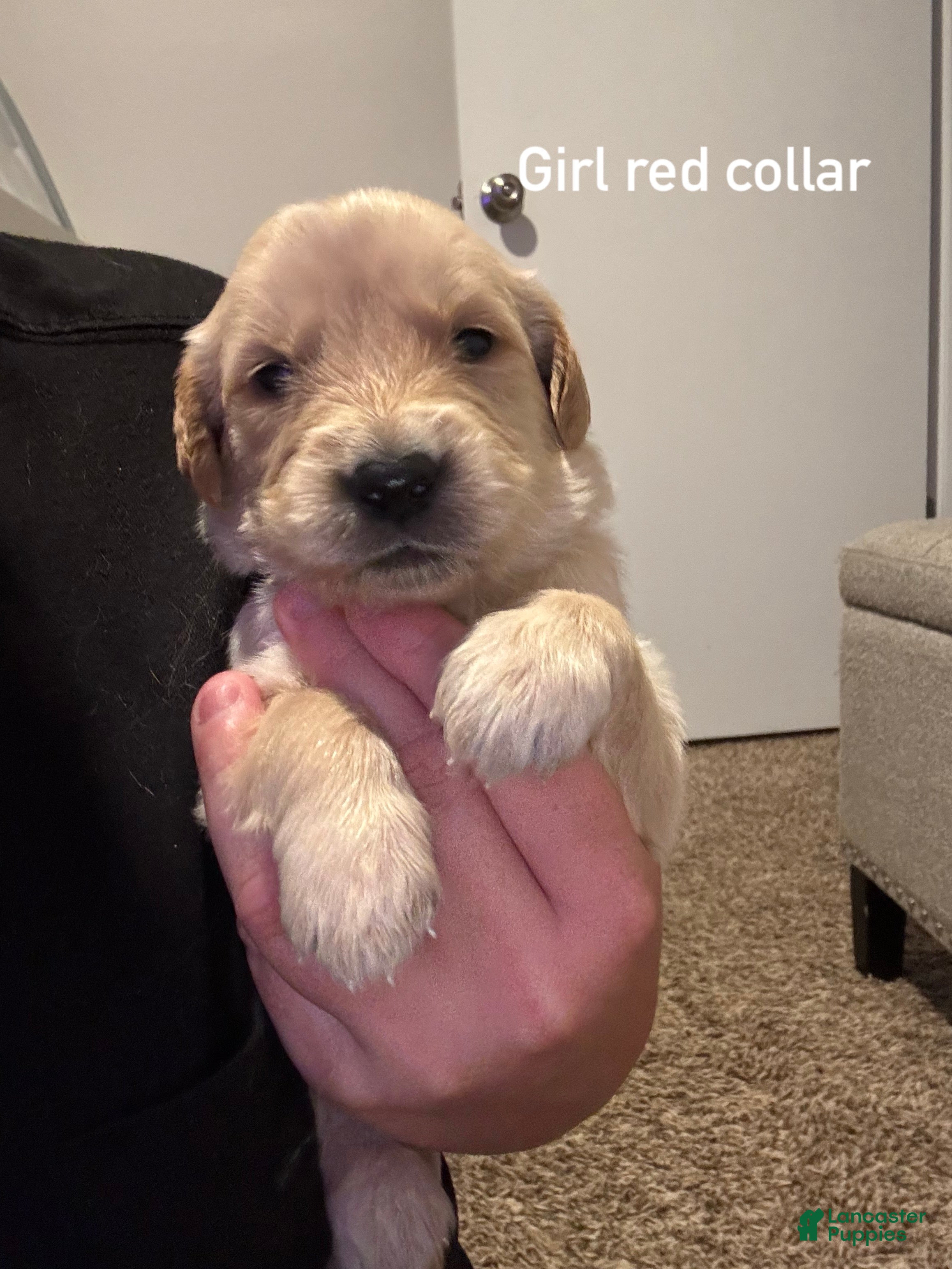 Golden Retriever dogs Red collar Golden Retriever 8 - Ad 18