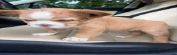 French Bulldog dogs for sale: French Bulldog 2 - Ad 4