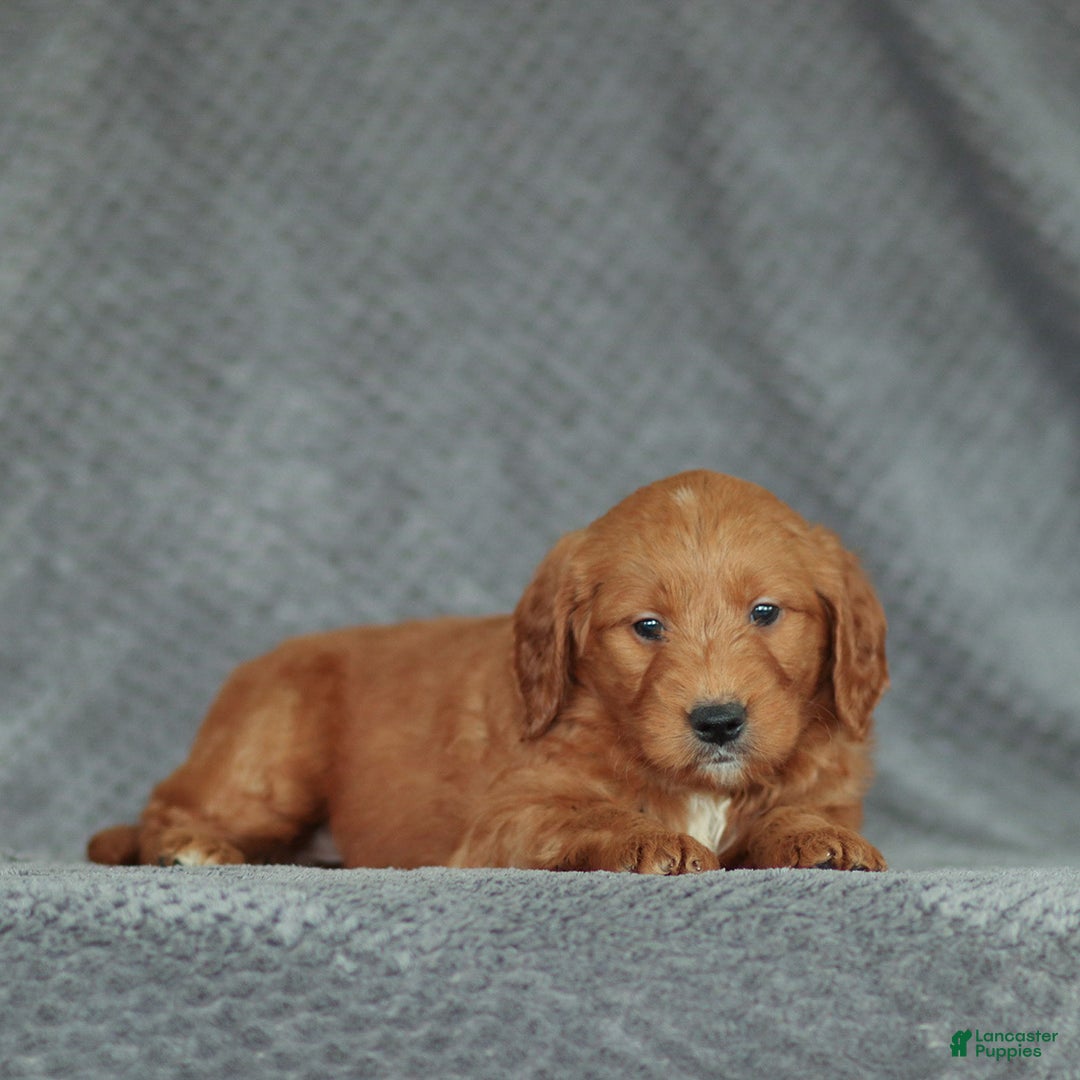Mini Goldendoodle dogs for sale: Rex - Ad 5
