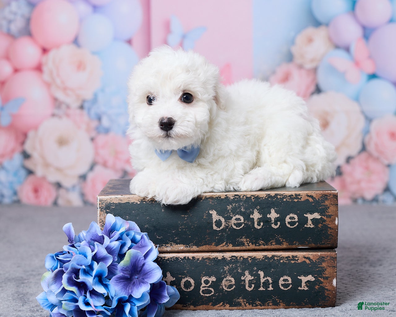 Bichon Frise dogs Jase - Ad 1