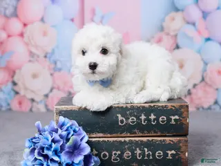 Bichon Frise dogs for sale: Jase - Ad 3