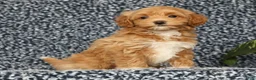 Havapoo dogs for sale: Tasha - Ad 5