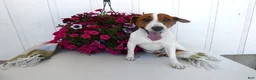 Jack Russell Terrier dogs for sale: Jack Russell Terrier Puppy 1 Max - Ad 3