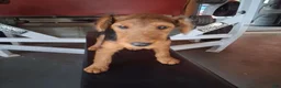 Welsh Terrier dogs for sale: Purple Lady - Ad 2