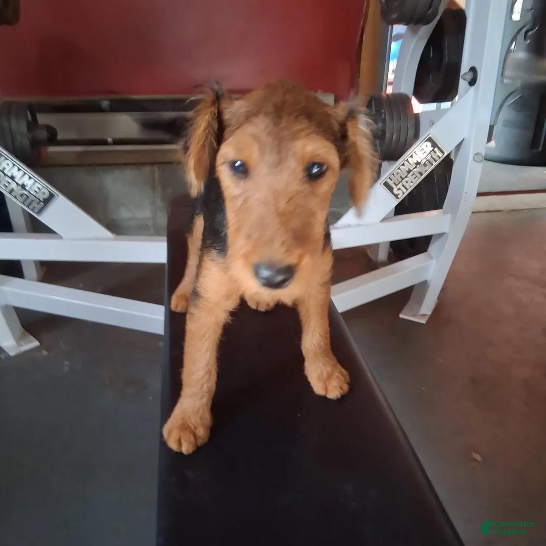 Welsh Terrier dogs for sale: Purple Lady - Ad 2