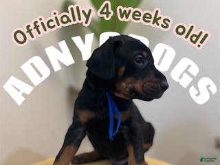 Doberman Pinscher dogs Doberman Pinscher (Male) - Ad 30