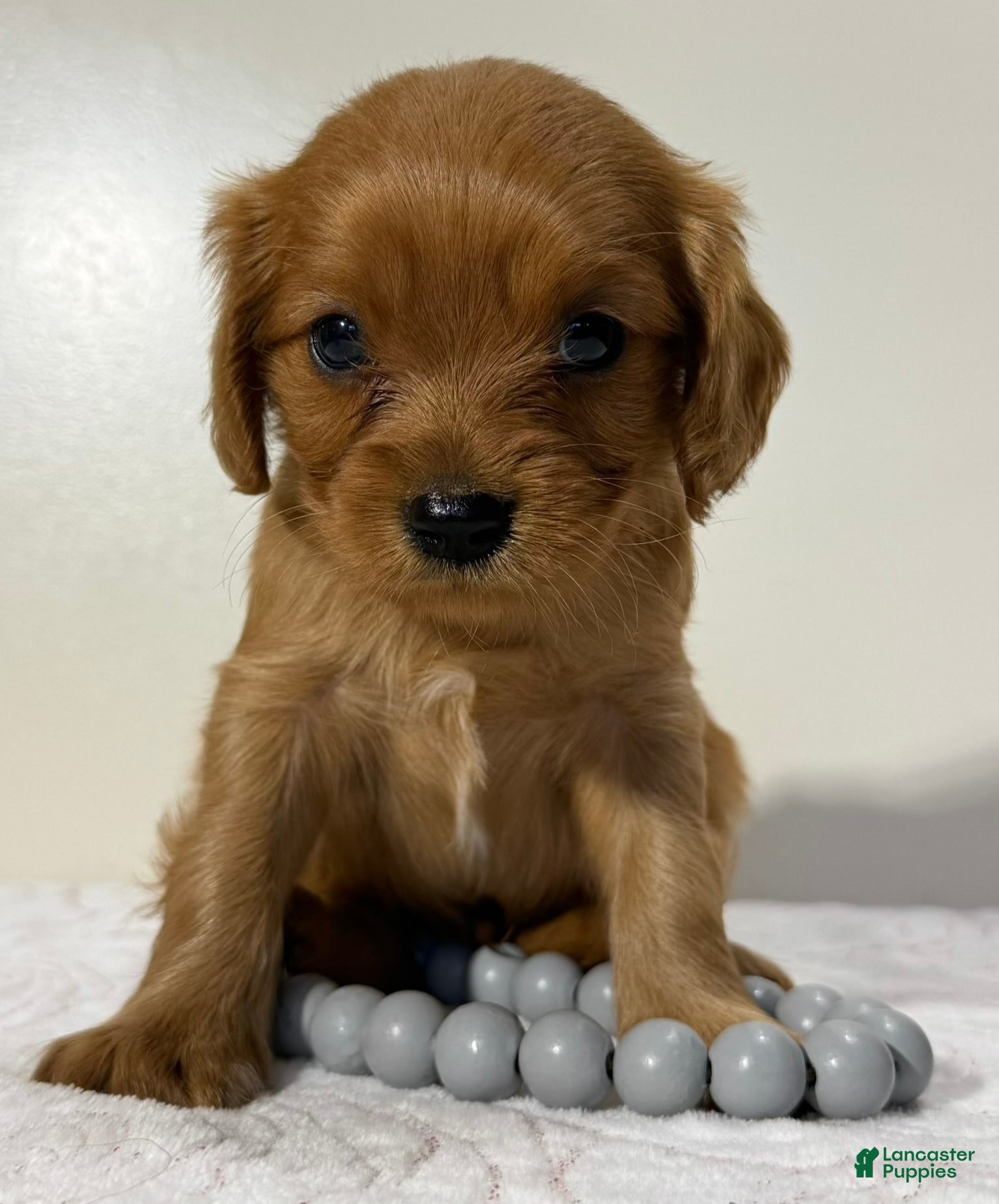 Cavapoo dogs Scott Cavapoo  - Ad 1