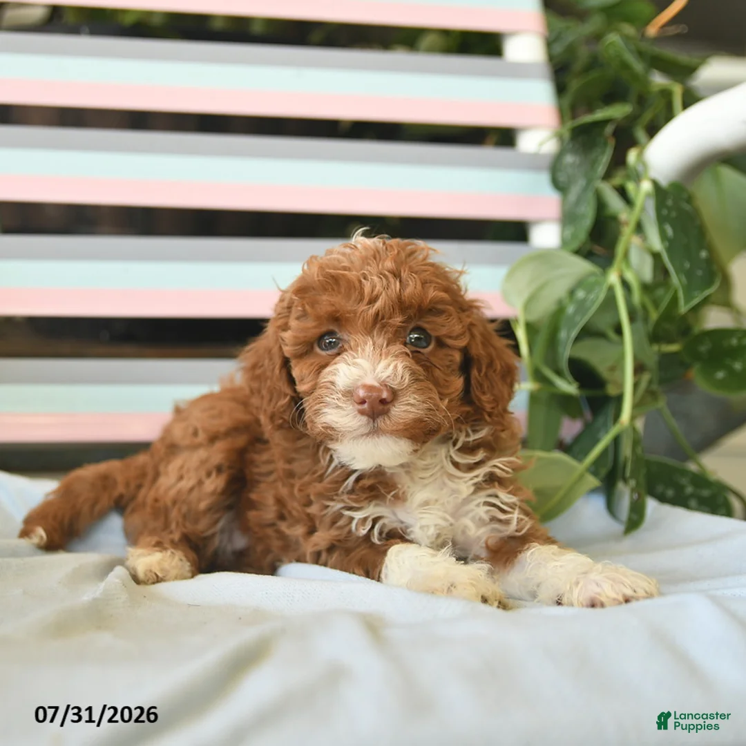 Miniature Poodle dogs for sale: Buttercup  - Ad 1