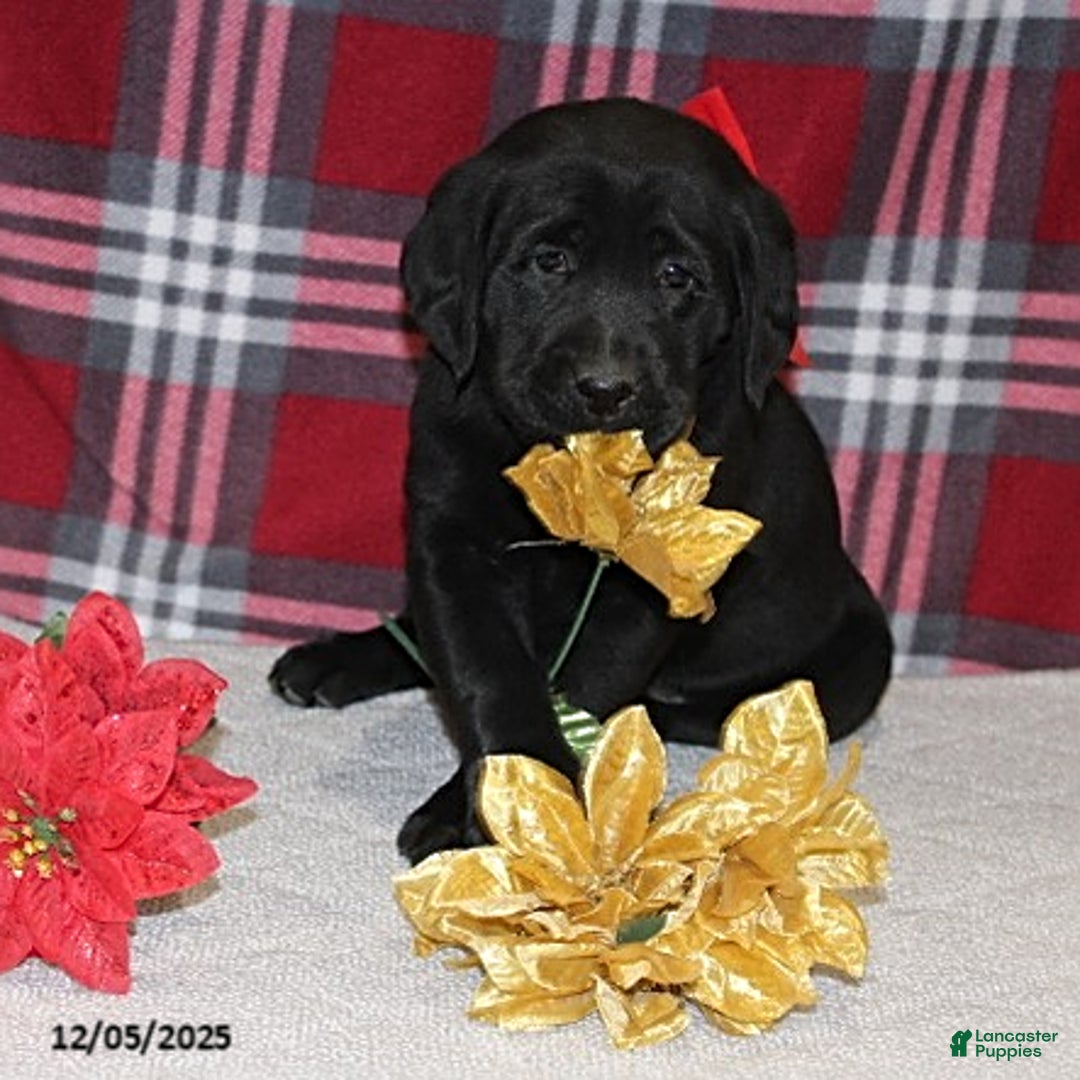 Goldador dogs for sale: Holly - Ad 3