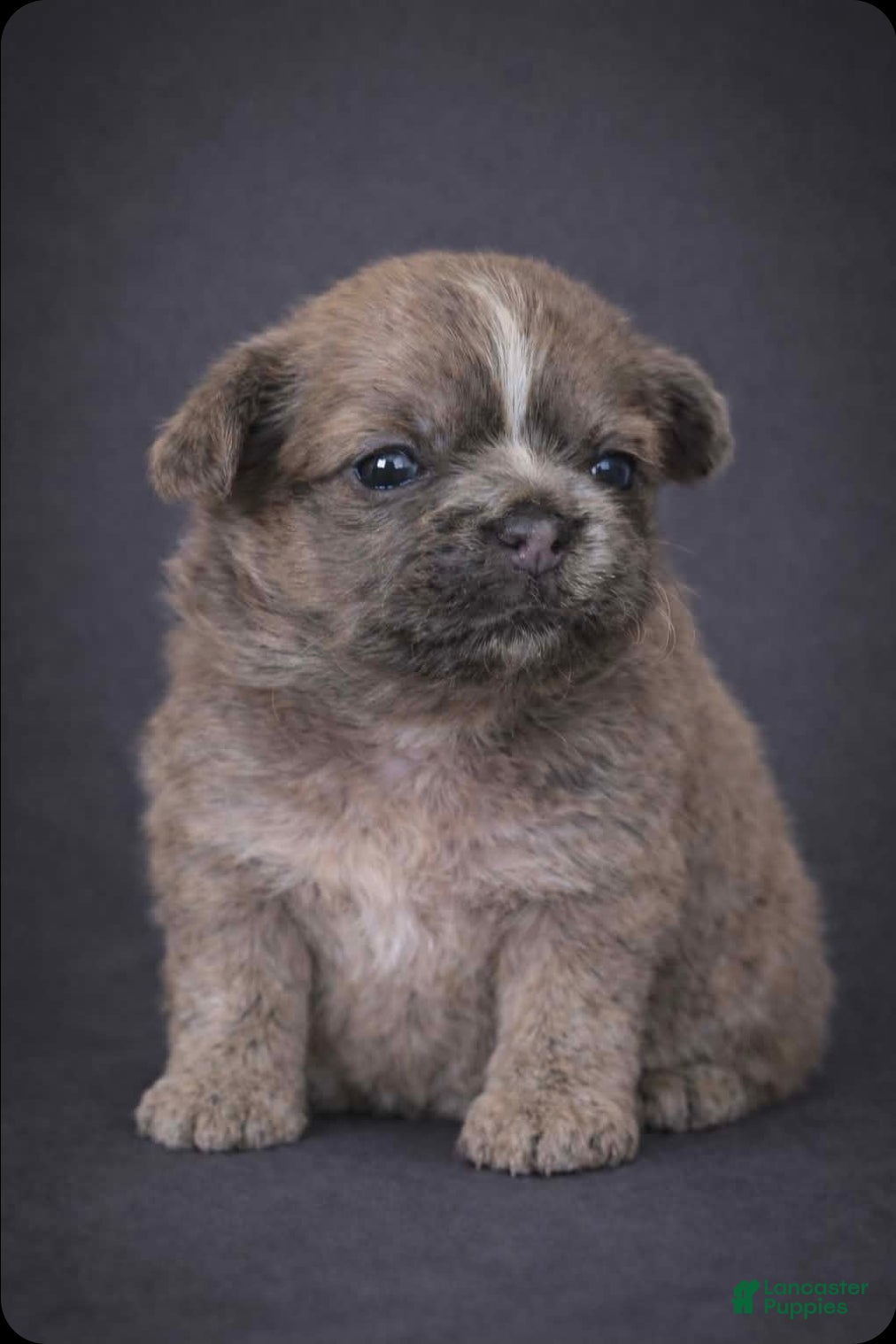 Shih Tzu dogs Reserved  - Ad 28