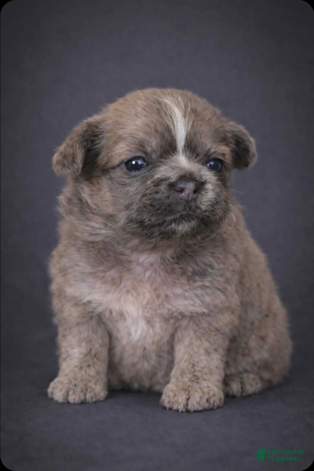 Shih Tzu dogs for sale: Reserved  - Ad 1