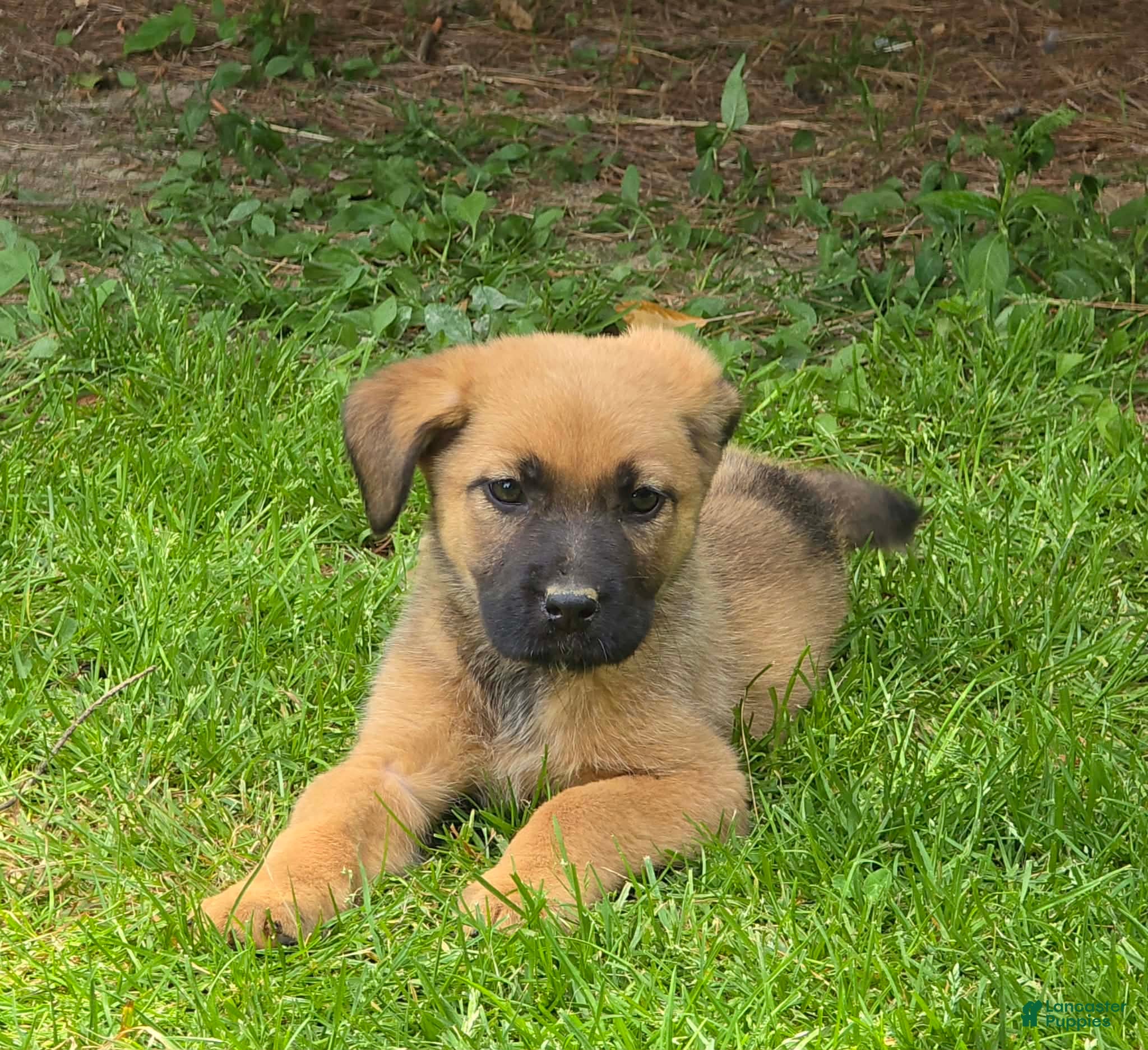 Mixed Breed dogs Mixed Breed Puppy 8 - Ad 6