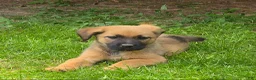 Mixed Breed dogs for sale: Mixed Breed Puppy 8 - Ad 1