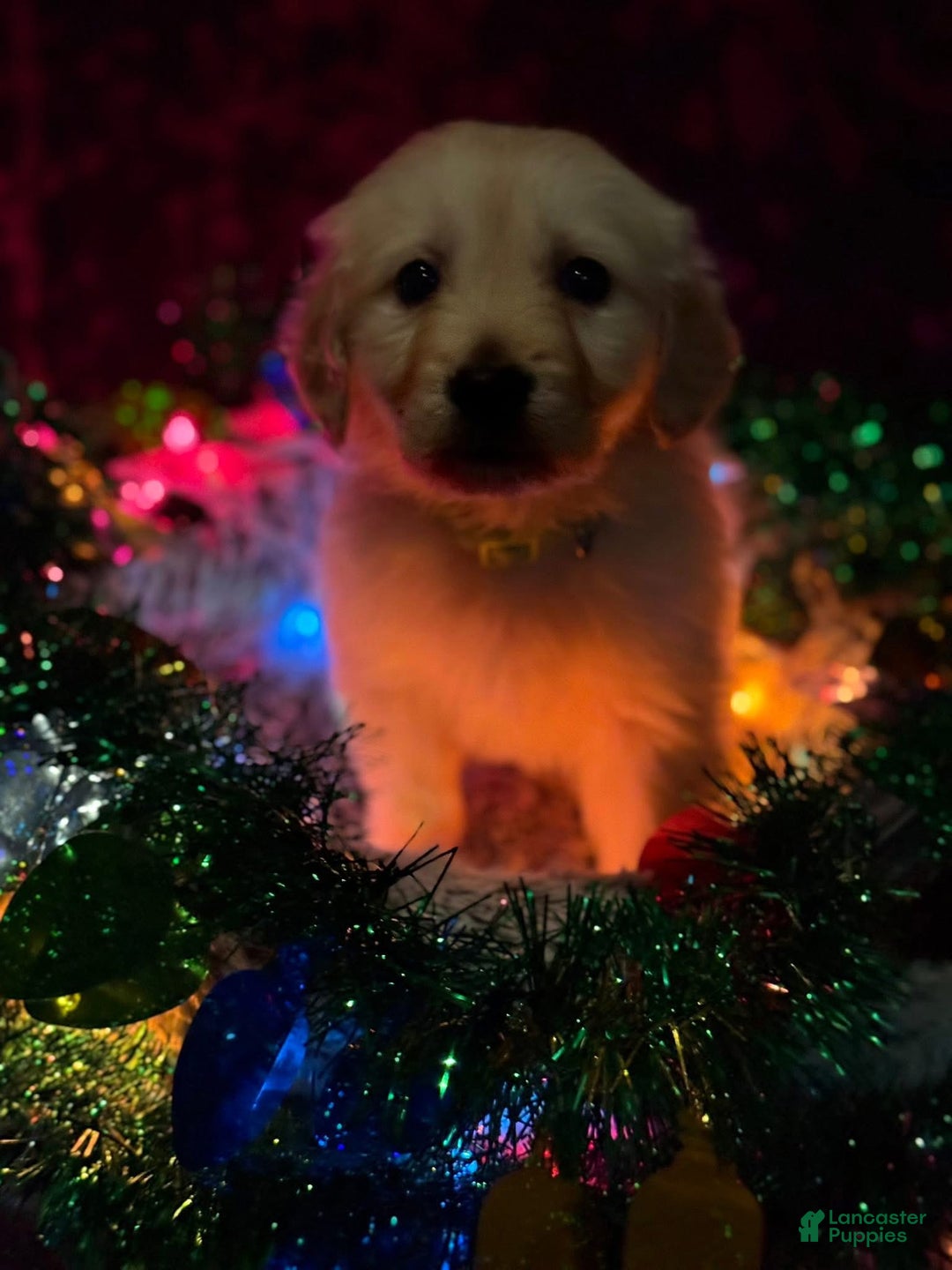 Golden Retriever dogs for sale: Purple - Ad 7