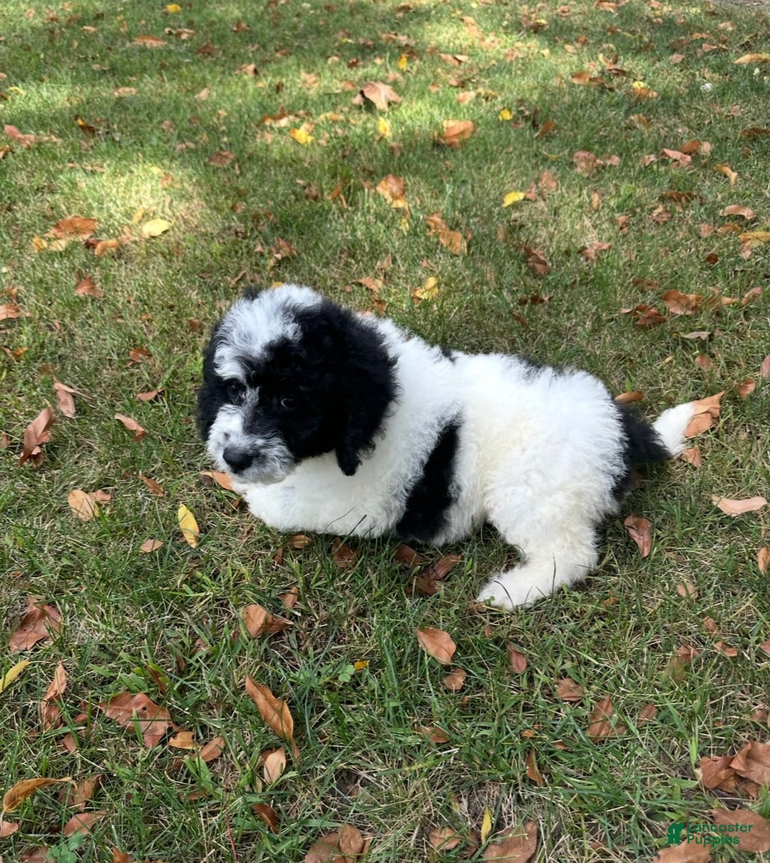 Mini Aussiedoodle dogs for sale: Mini Aussiedoodle Puppy 1 - Ad 2