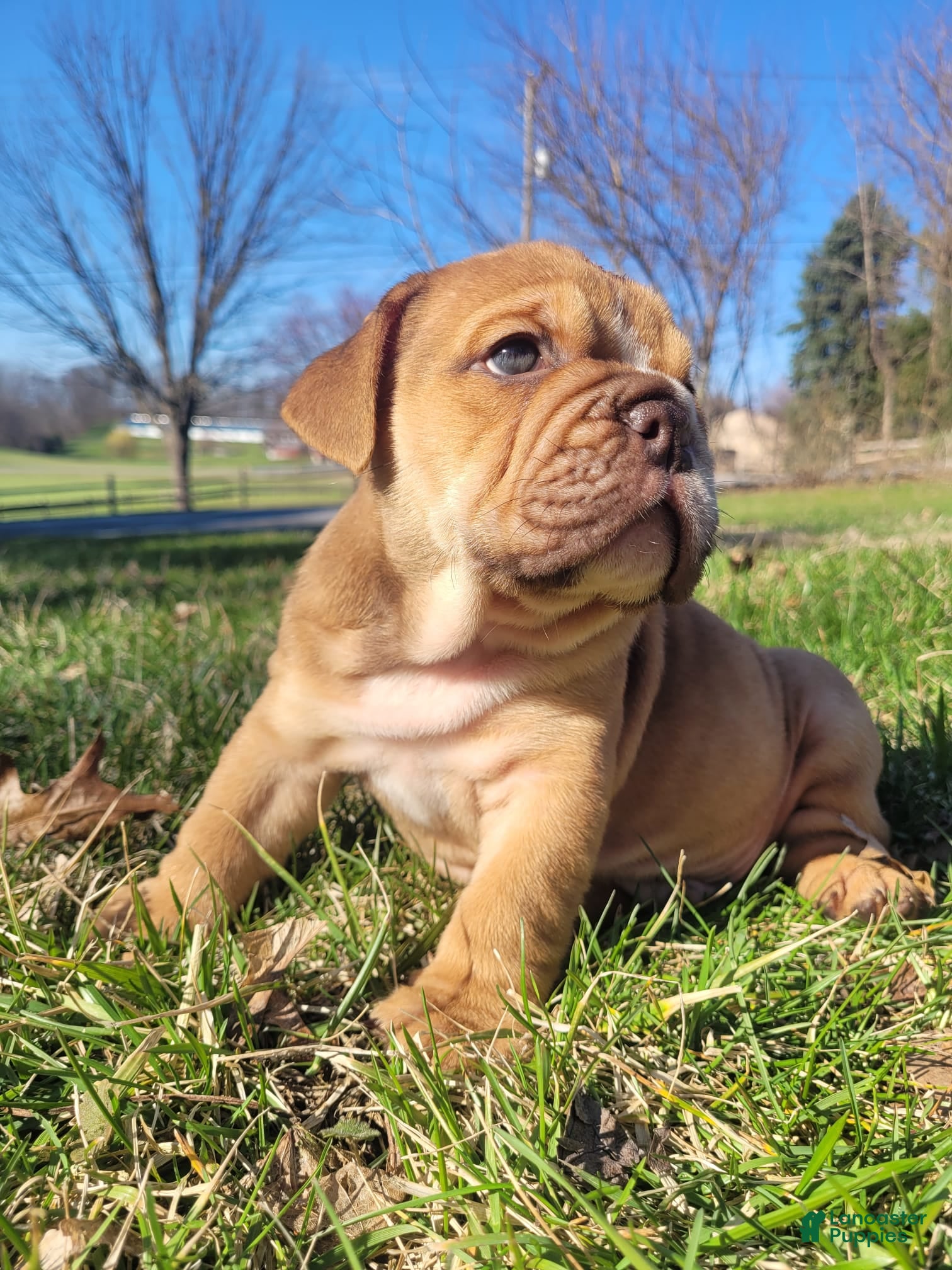 English Bulldog dogs Ranger - Ad 1
