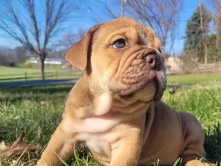 English Bulldog dogs for sale: Ranger - Ad 1