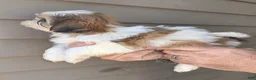 Shih Tzu dogs for sale: Sal - Ad 2