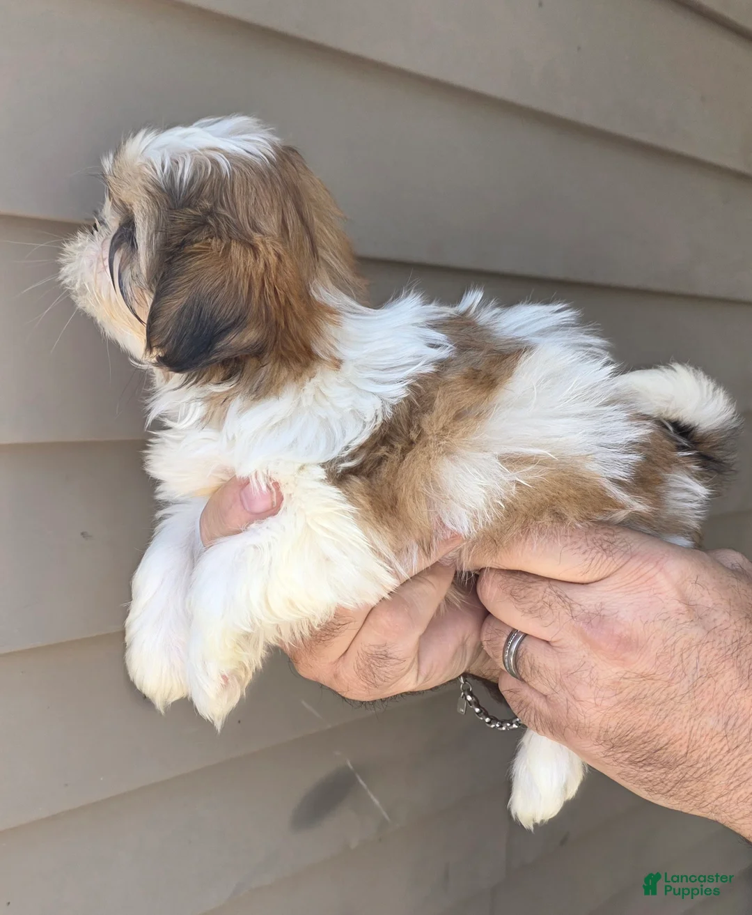 Shih Tzu dogs for sale: Sal - Ad 2