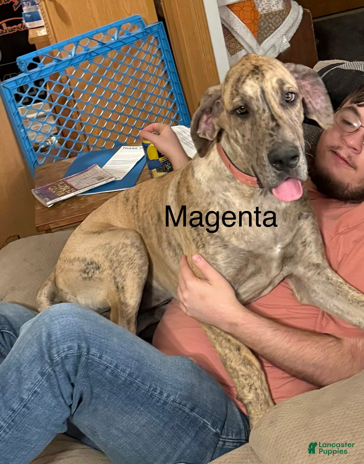 Great Dane dogs Magenta  - Ad 30