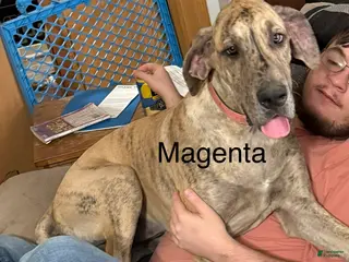 Great Dane dogs Magenta - Ad 30
