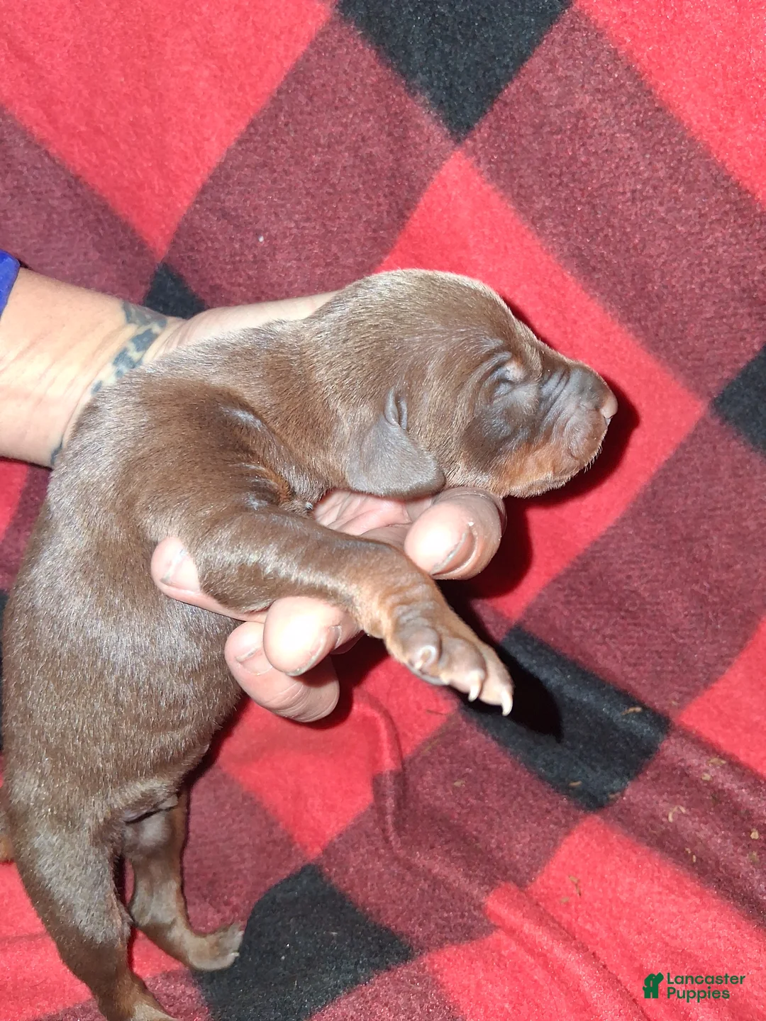 Doberman Pinscher dogs for sale: Doberman Pinscher 3 - Ad 2