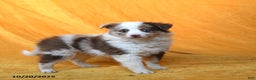 Miniature Australian Shepherd dogs for sale: Winnie - Ad 3