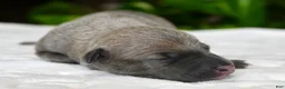 Italian Greyhound dogs for sale: Bennett - Ad 2