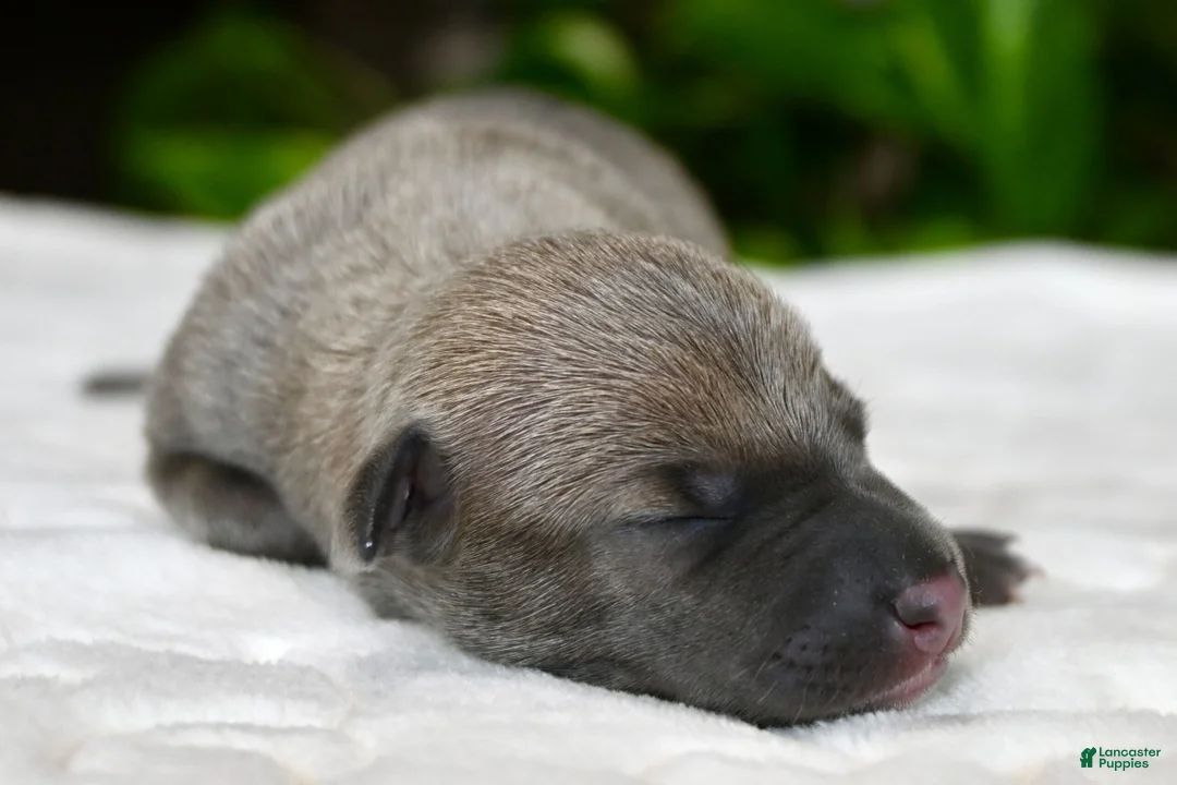 Italian Greyhound dogs for sale: Bennett - Ad 2