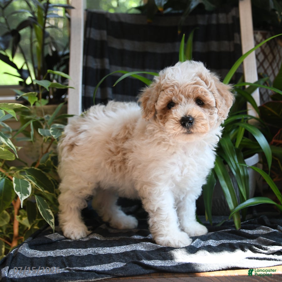 Bichpoo dogs Baxter - Ad 2