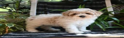 Bichpoo dogs for sale: Baxter - Ad 2