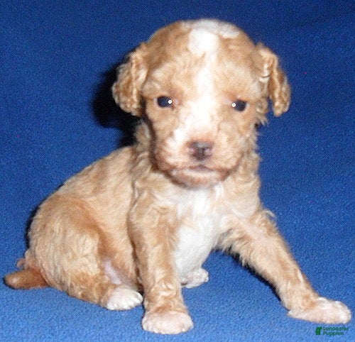 Miniature Poodle dogs Peanut - Ad 1