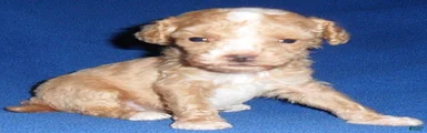 Peanut