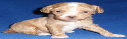 Miniature Poodle dogs for sale: Peanut - Ad 1
