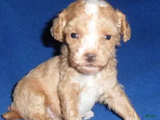 Miniature Poodle dogs for sale: Peanut - Ad 2