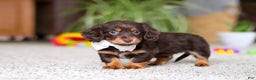 Miniature Dachshund dogs for sale: Zoey - Ad 10