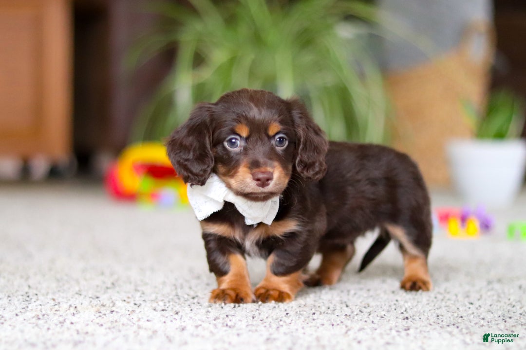 Miniature Dachshund dogs for sale: Zoey - Ad 10