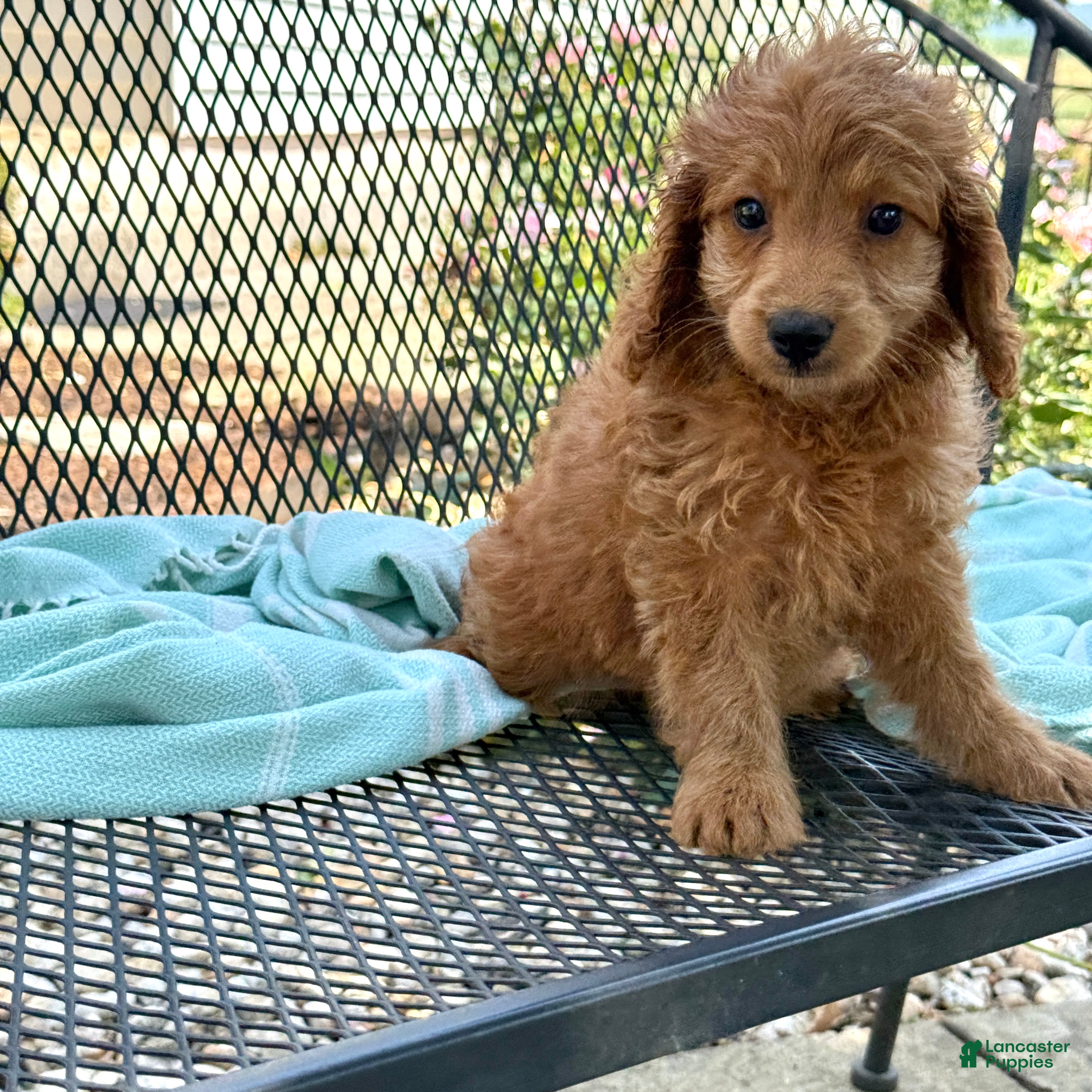 Mini Goldendoodle dogs Goldie - Ad 1