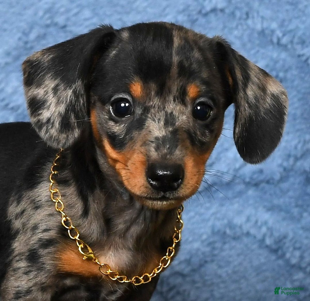 Miniature Dachshund dogs for sale: Roxie - Ad 10