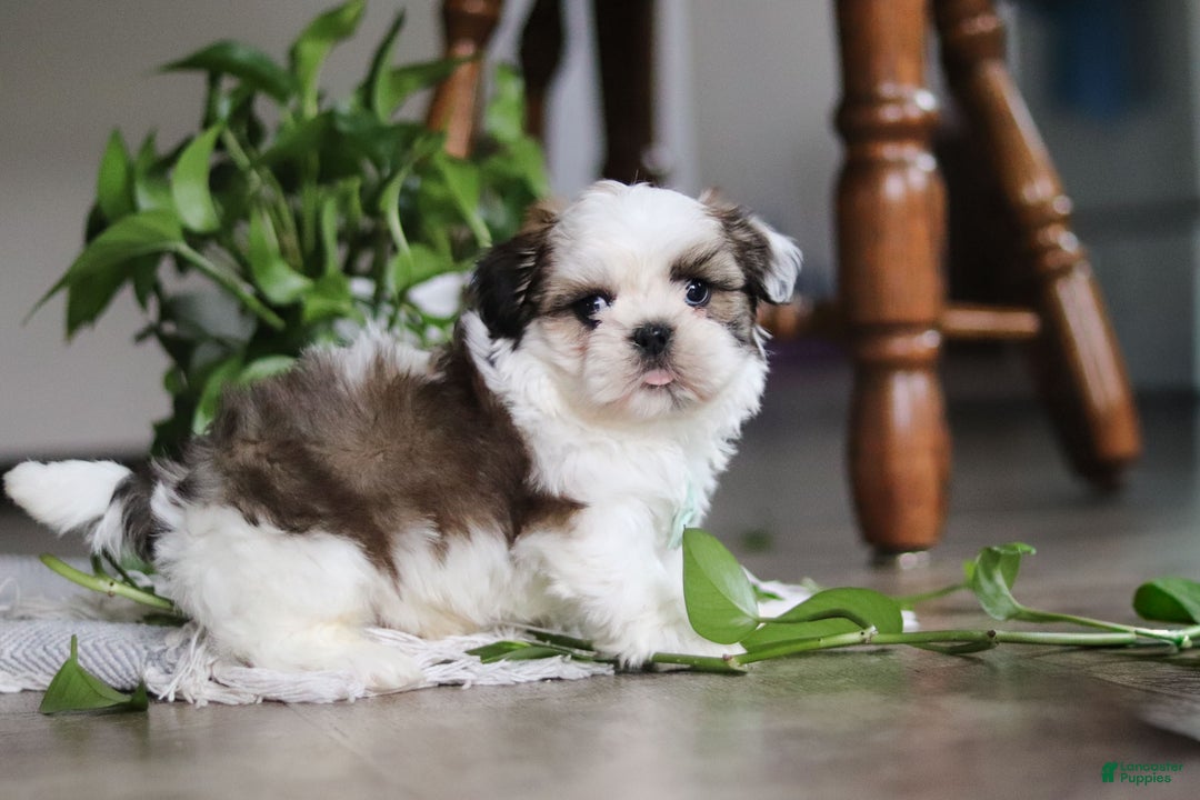 Shih Tzu dogs for sale: Logan - Ad 3