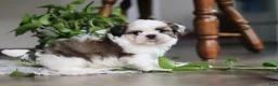 Shih Tzu dogs for sale: Logan - Ad 3