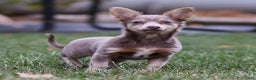 Chihuahua dogs for sale: Pamela - Ad 3