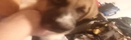 Mixed Breed dogs for sale: E.T. - Ad 2